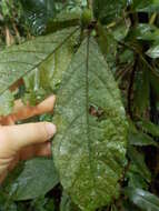 Image of Cordia nodosa Lam.