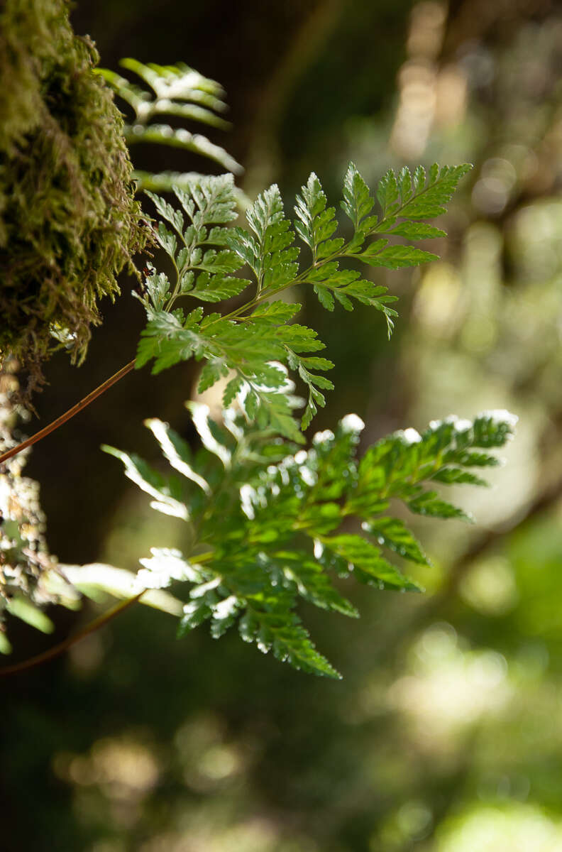 Image of hare's-foot fern