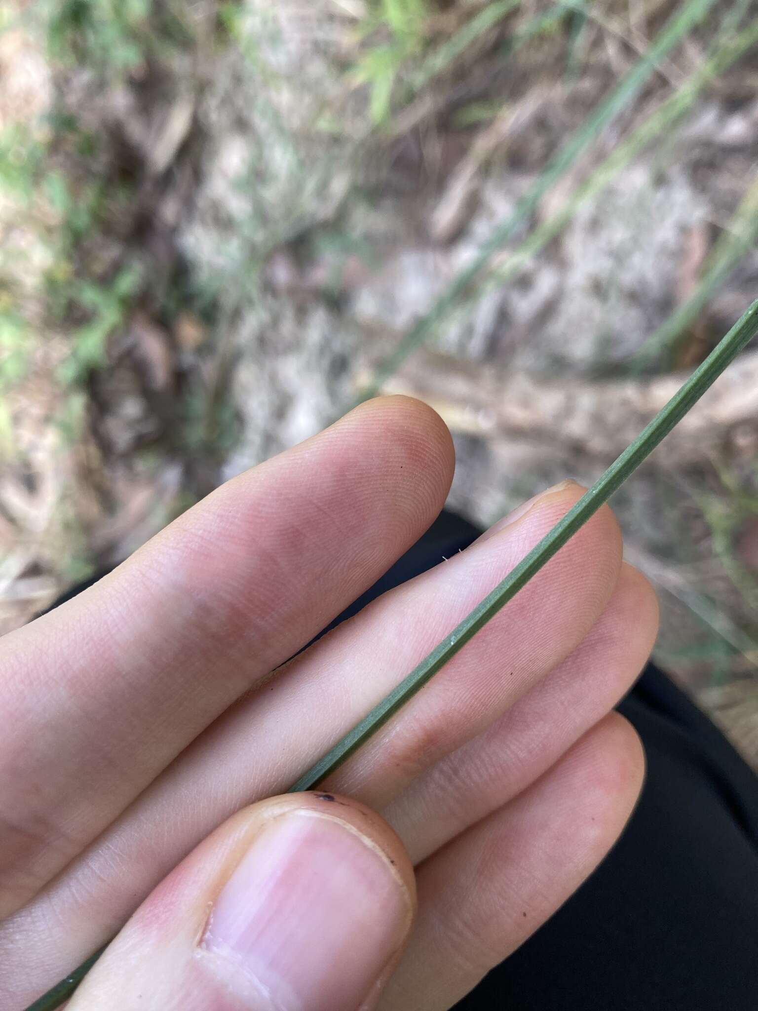 Image of Xanthorrhoea minor subsp. minor