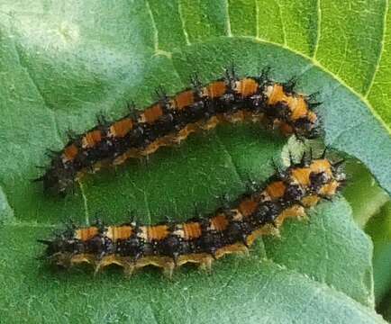 Image of Gorgone Checkerspot