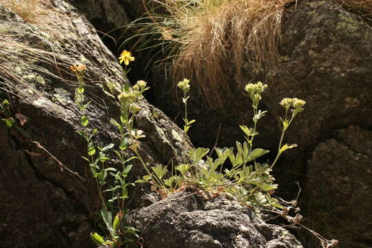 Image of Potentilla valderia L.