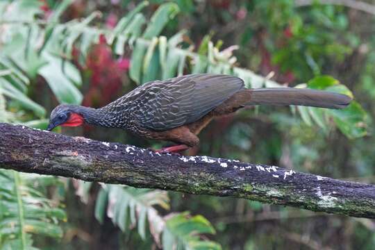 Image of Spix's Guan