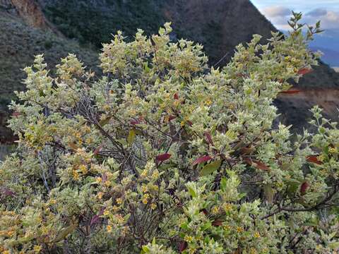 Image of Cloezia floribunda Brongn. & Gris