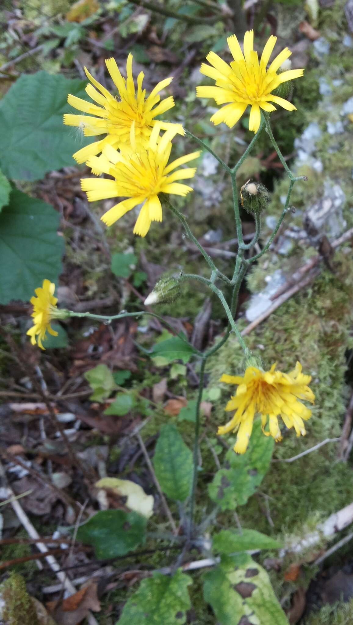 Image of few-leaved hawkweed