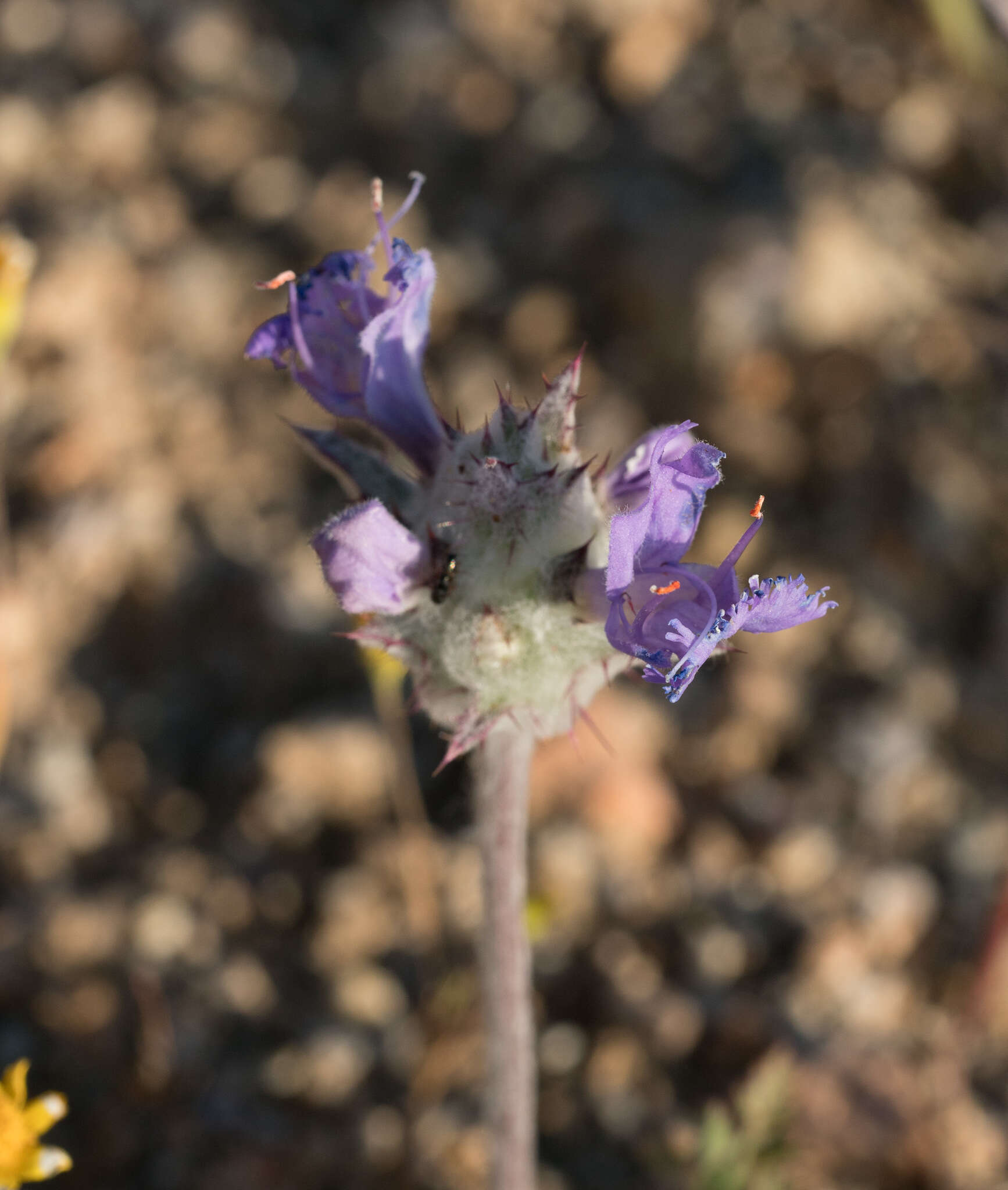 Image of thistle sage