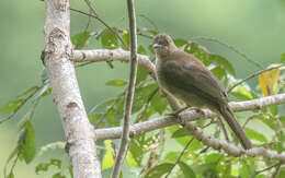 Image of Asian Red-eyed Bulbul