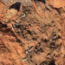 Image of Pilbara death adder