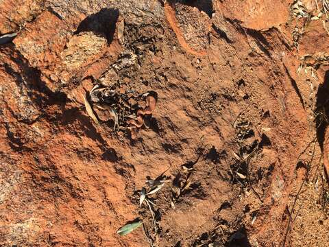 Image of Pilbara Death Adder