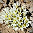 Image of Gentianella filipes (Cheeseman) T. N. Ho & S. W. Liu