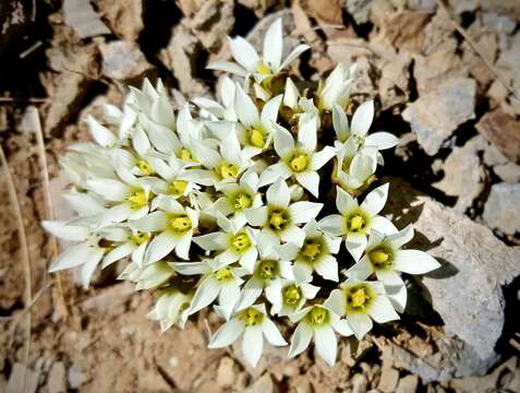 Image of Gentianella filipes (Cheeseman) T. N. Ho & S. W. Liu