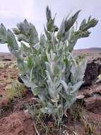 Sivun Asclepias glaucophylla (Schltr.) Schltr. kuva