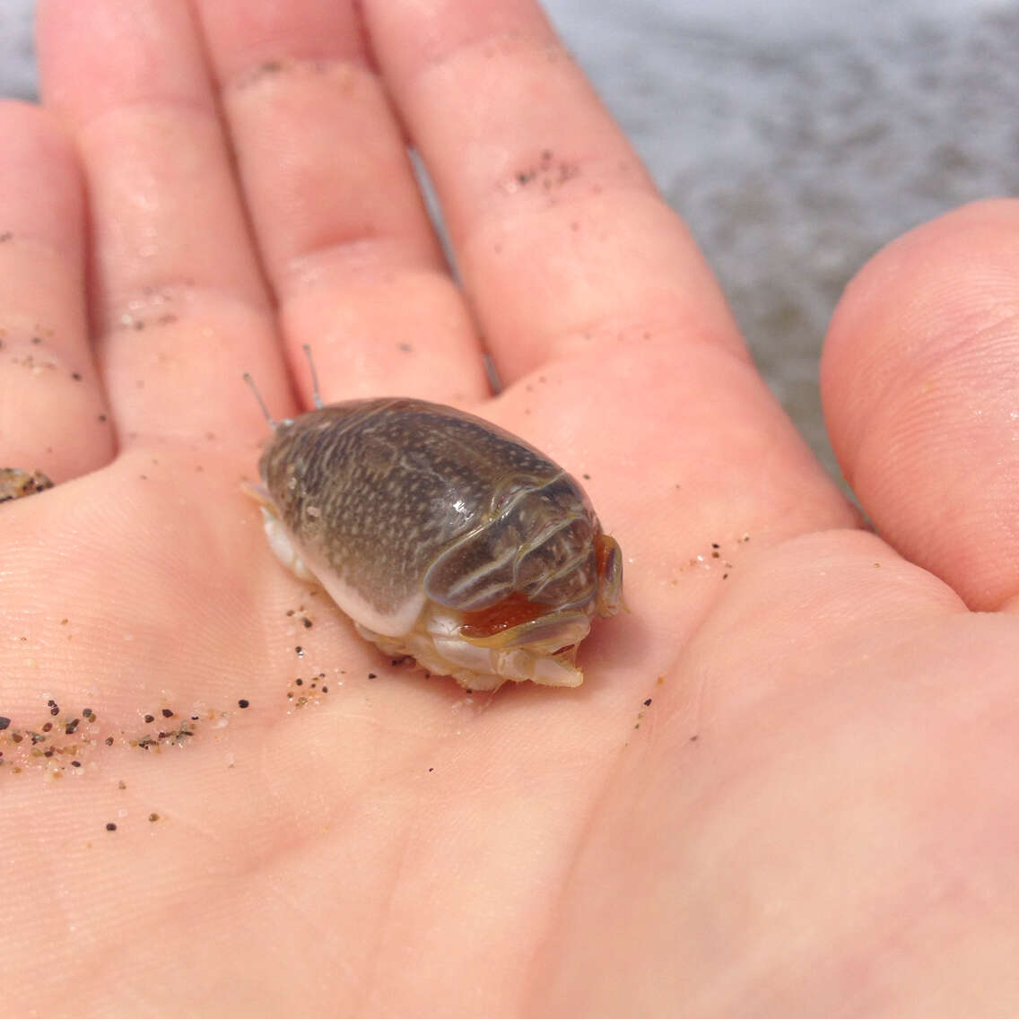 Image of mole crabs