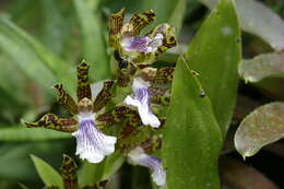 Image of orchid
