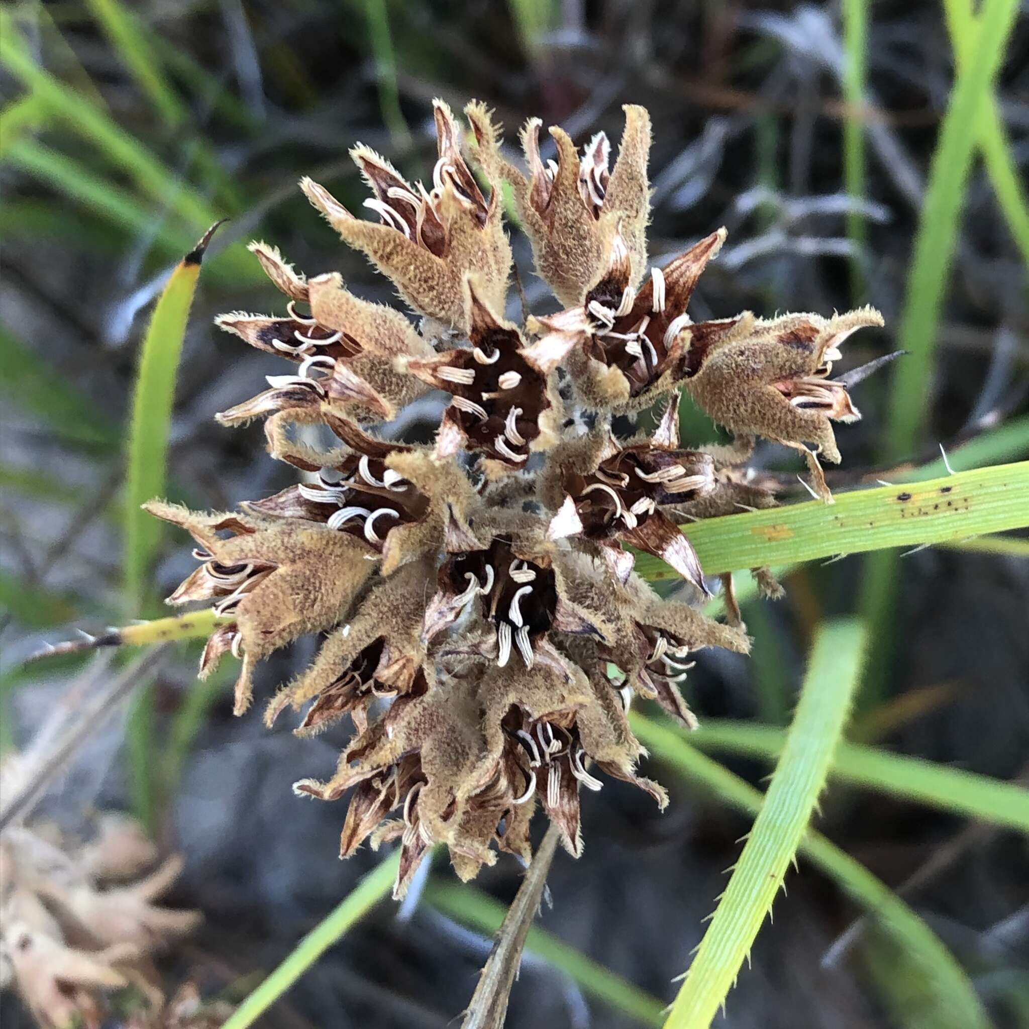 Image of Conostylis aculeata R. Br.