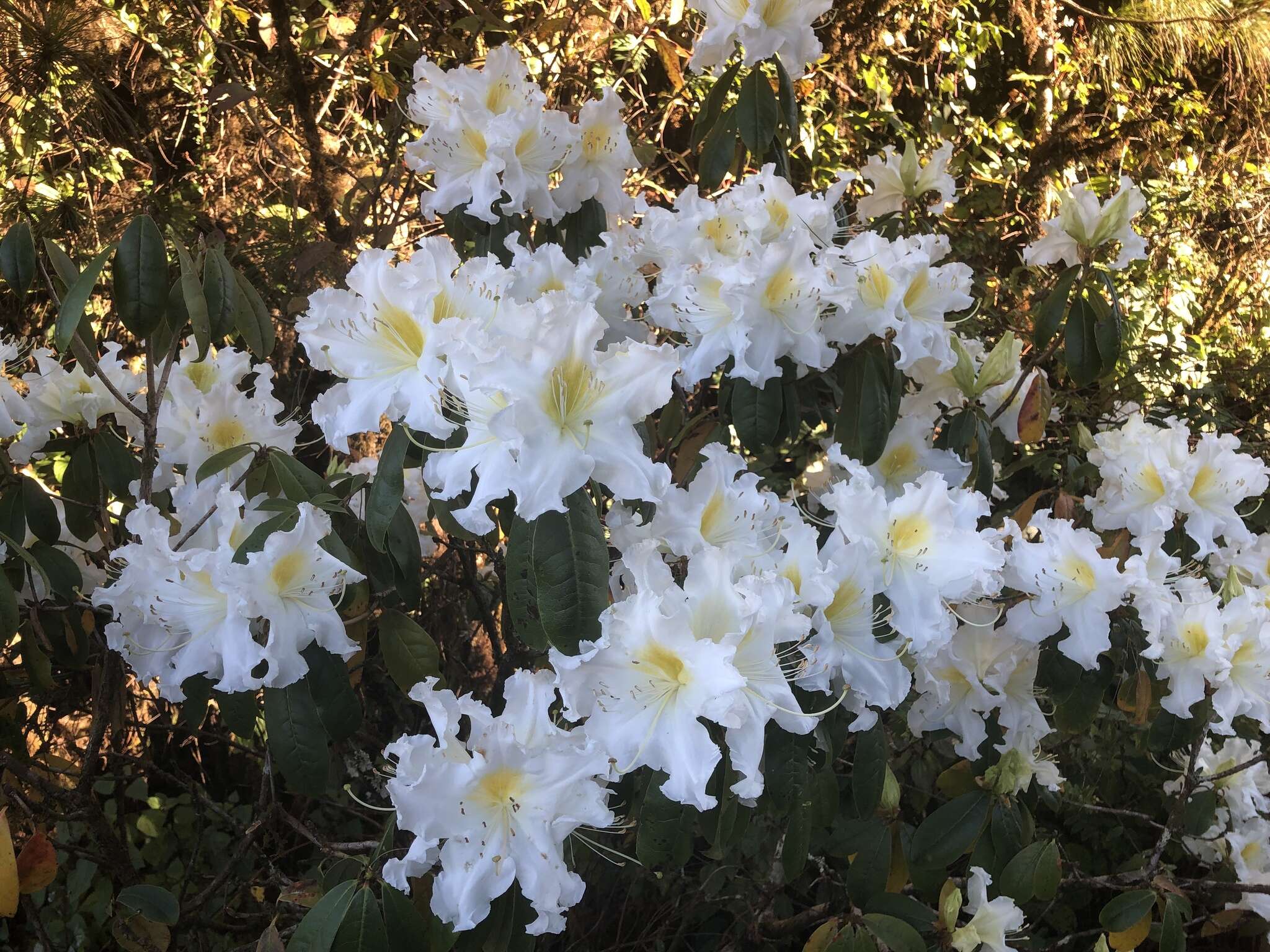 Image of Rhododendron veitchianum Hook.