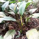 Image of Spathiphyllum cannifolium (Dryand. ex Sims) Schott
