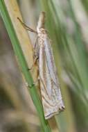 Image of Xanthocrambus lucellus Herrich-Schäffer 1849