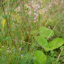 Image of Astragalus sulcatus L.