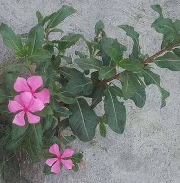 Image of Madagascar periwinkle