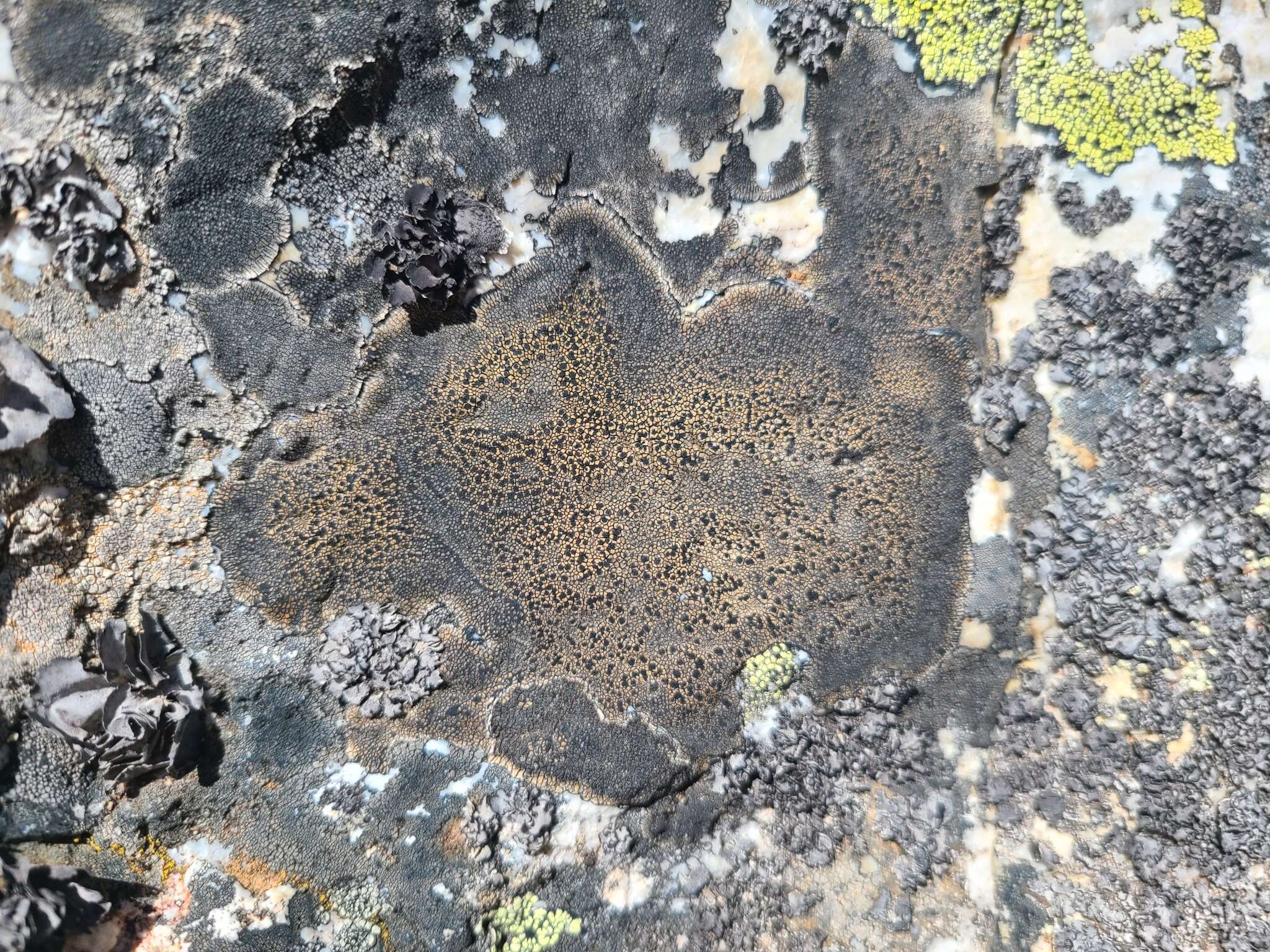 Image of sporastatia lichen