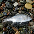 Image of Spotfin surfperch