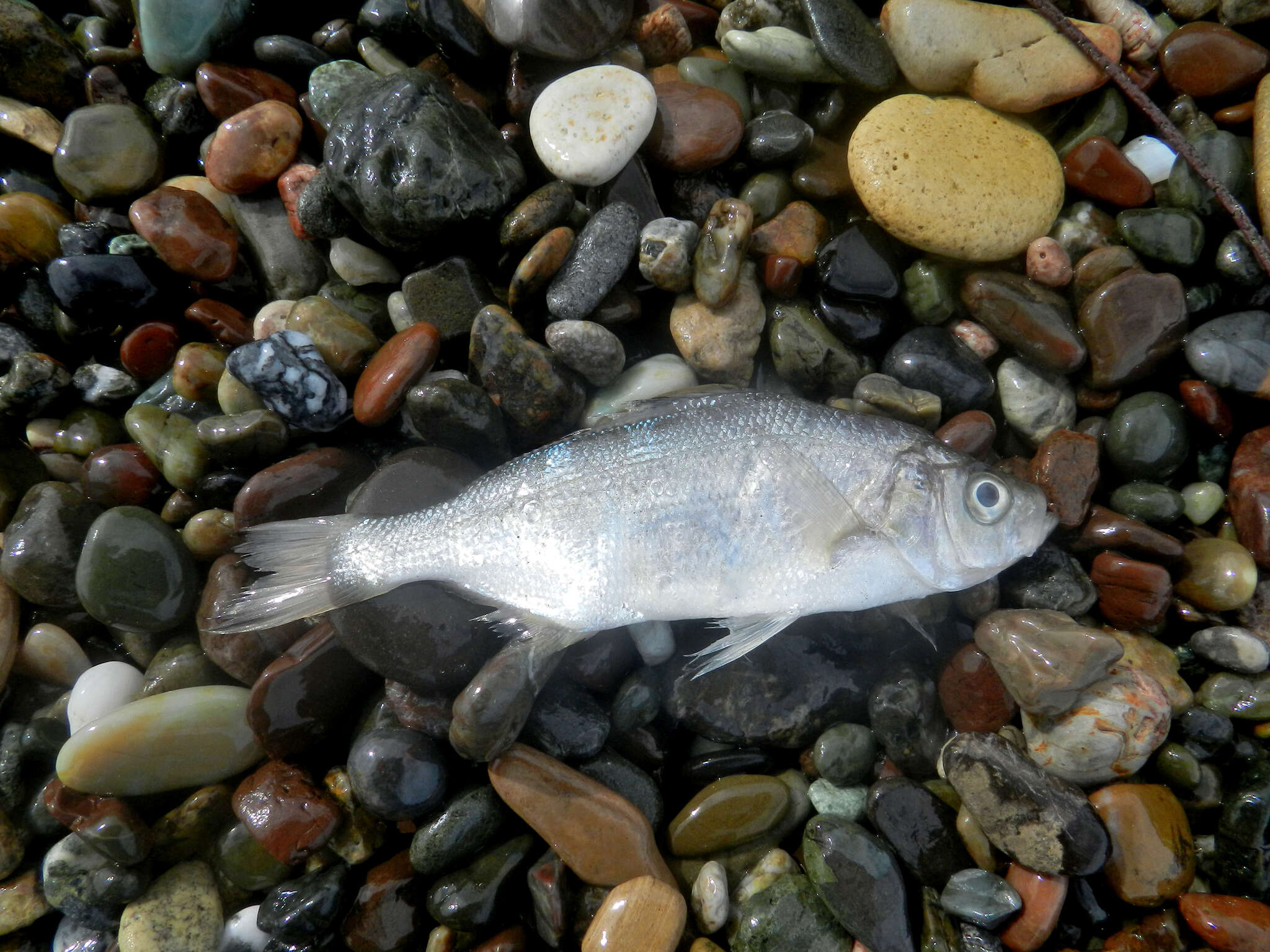 Image of Spotfin surfperch