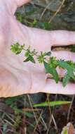 Image of American false pennyroyal