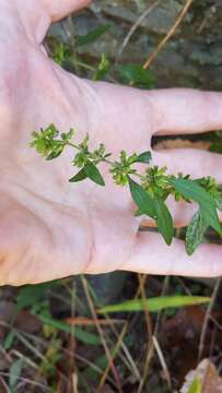 Image of American false pennyroyal