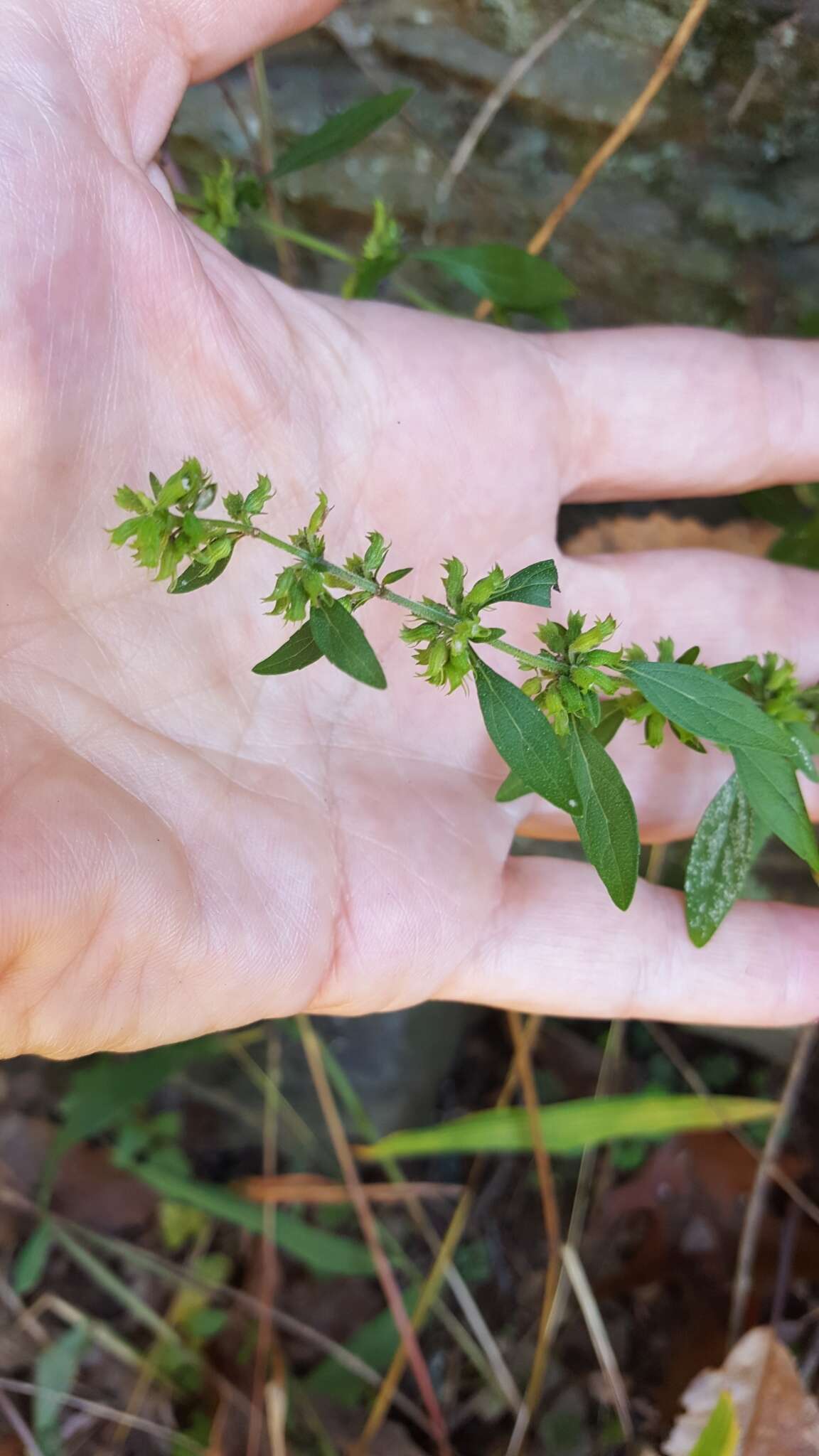 Image of American false pennyroyal