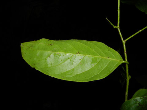 Image of <i>Drypetes brownii</i> Standl.