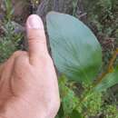 Слика од Acacia phlebophylla F. Muell. ex H. B. Will.