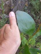 Image de Acacia phlebophylla F. Muell. ex H. B. Will.