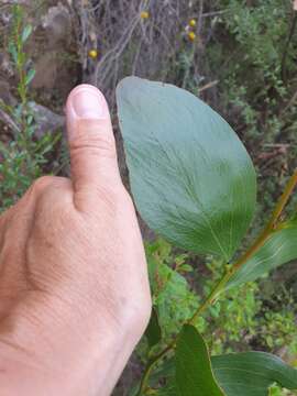 Image of Acacia phlebophylla F. Muell. ex H. B. Will.