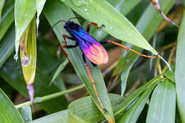 Image de Java caroliwaterhousei (Cameron 1910)