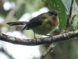 Myioborus flavivertex (Salvin 1887) resmi