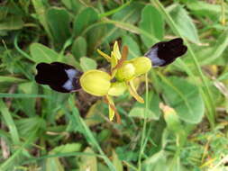 صورة Ophrys atlantica Munby