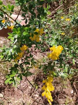 Image of leafy broom