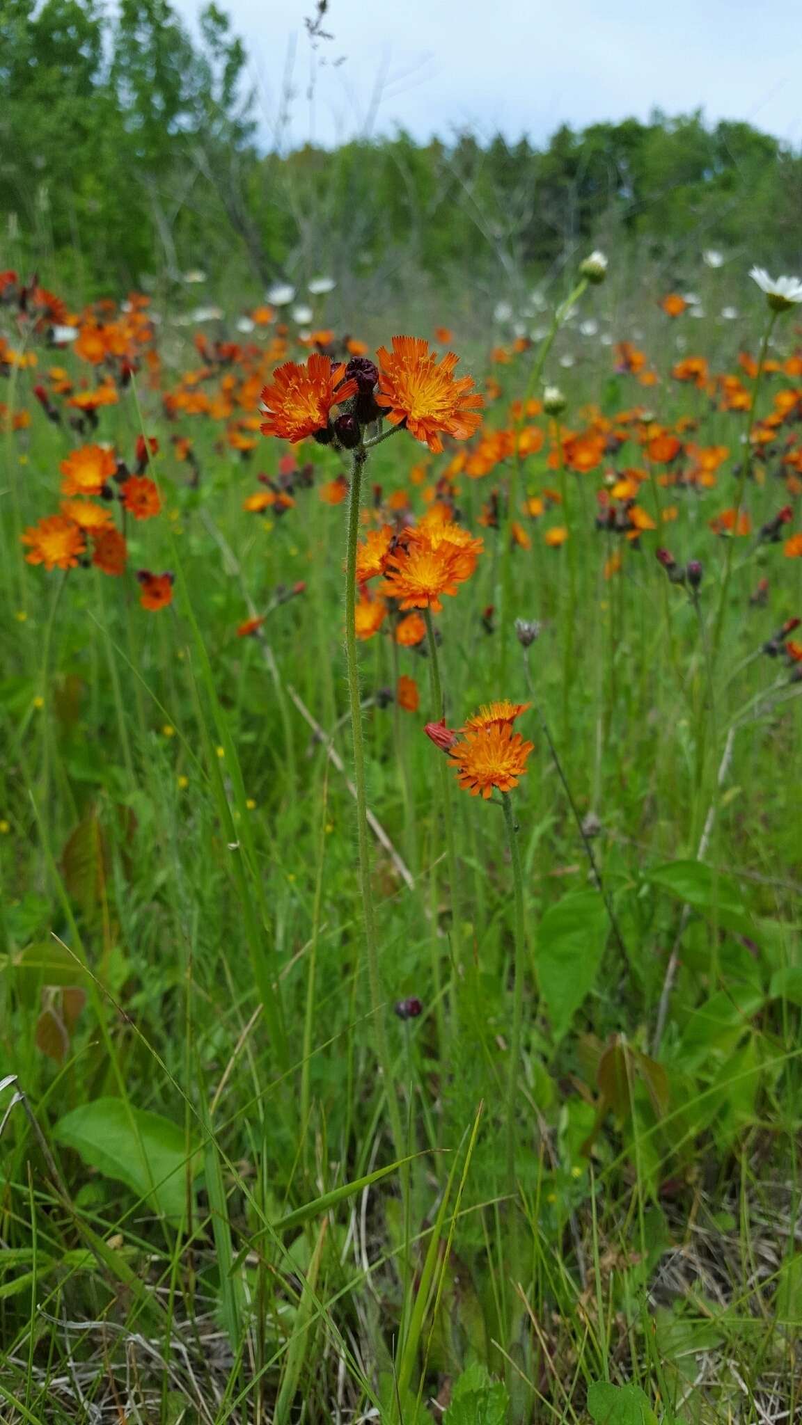 Imagem de Pilosella aurantiaca (L.) Sch. Bip., F. W. Schultz & Sch. Bip.