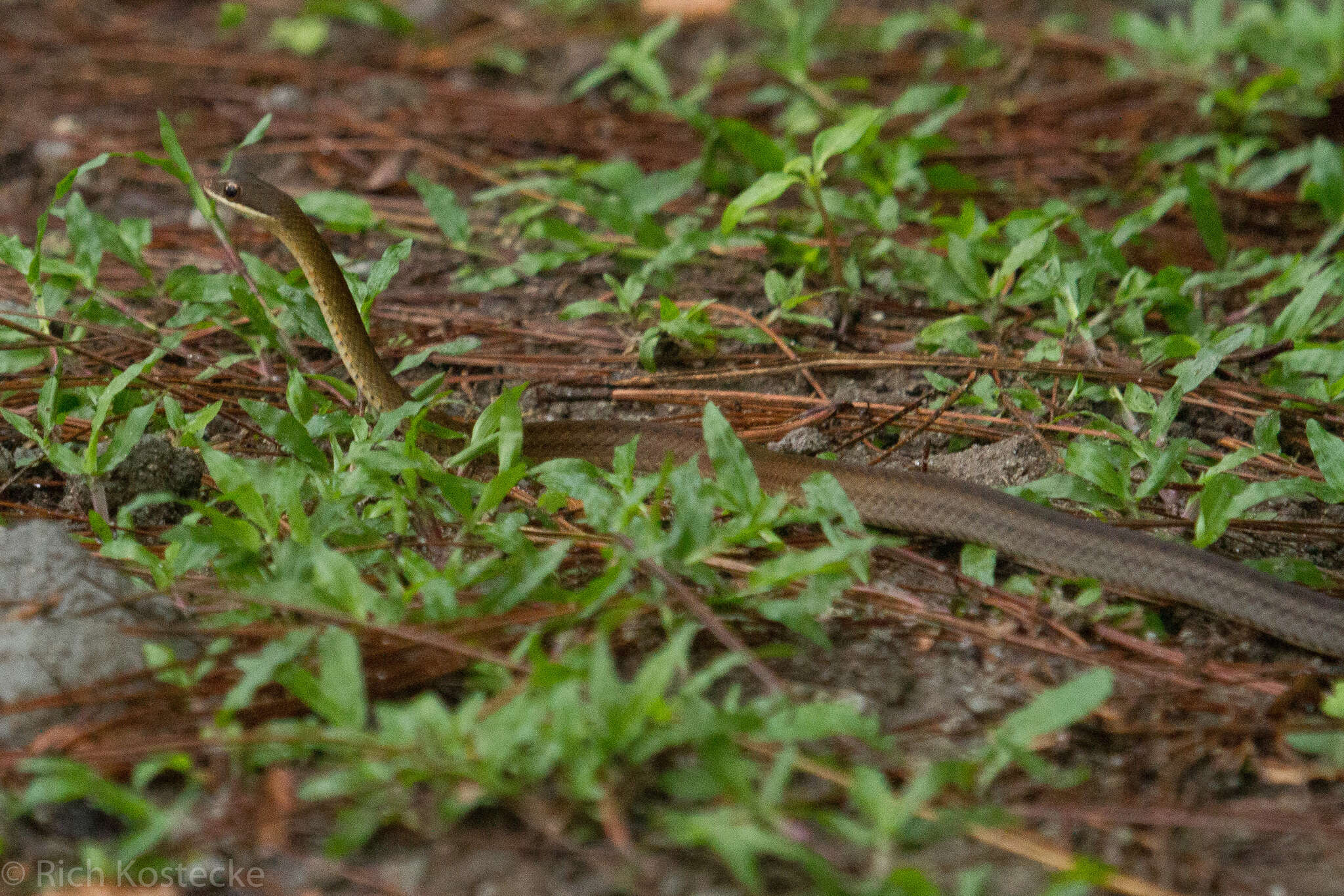 Image of South American Forest Racer