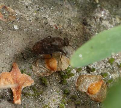 Image of common shorebug