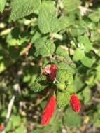 Imagem de Salvia disjuncta Fernald