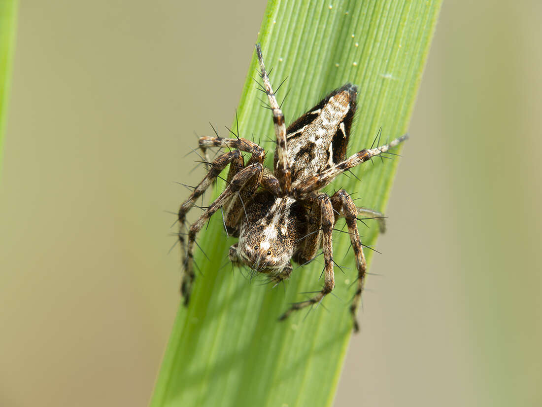 Image of Oxyopes ramosus (Martini & Goeze 1778)