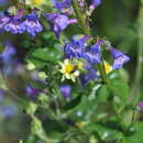 Plancia ëd Penstemon subserratus Pennell