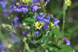 Image of finetooth beardtongue