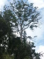 Image of Ailanthus triphysa (Dennst.) Alston