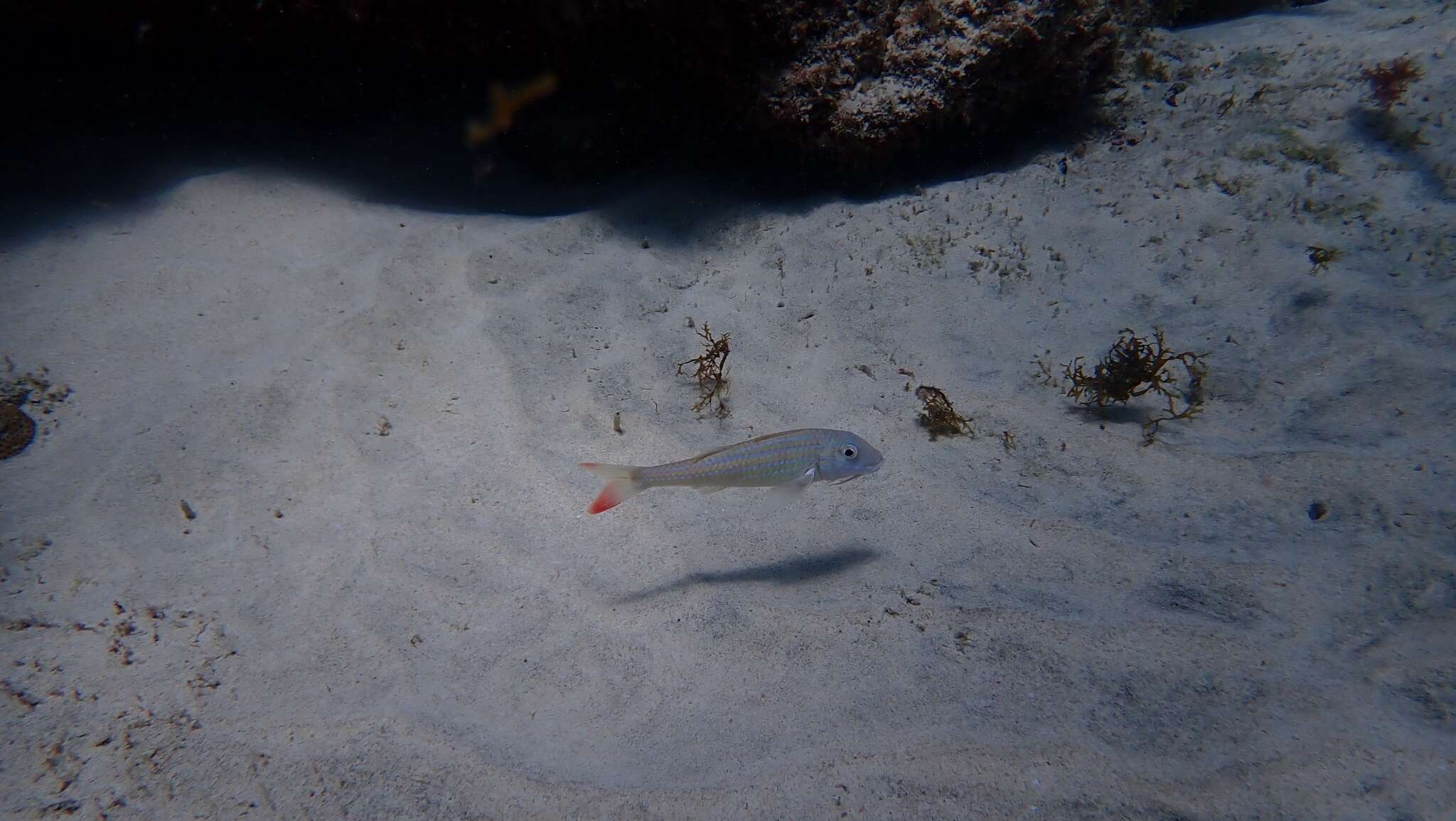 Image of West African Goatfish