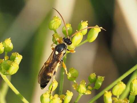 Image of Ichneumon sarcitorius Linnaeus 1758