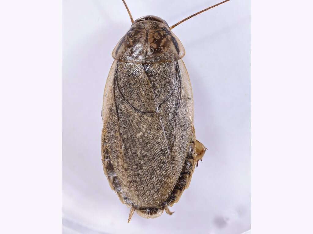 Image of Cinereous cockroach