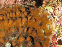 Image of Brown plating hard coral