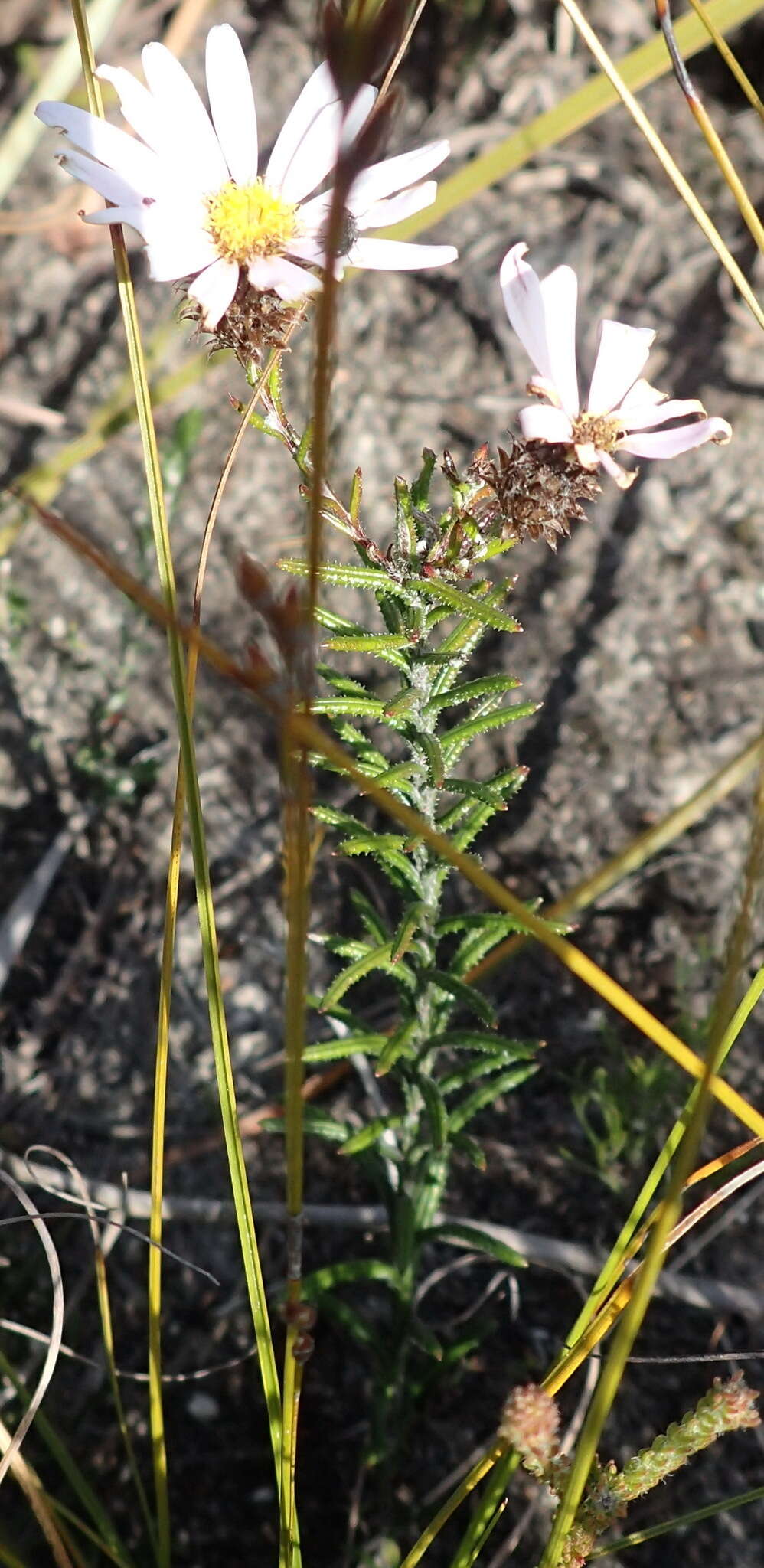 Athrixia heterophylla subsp. heterophylla resmi